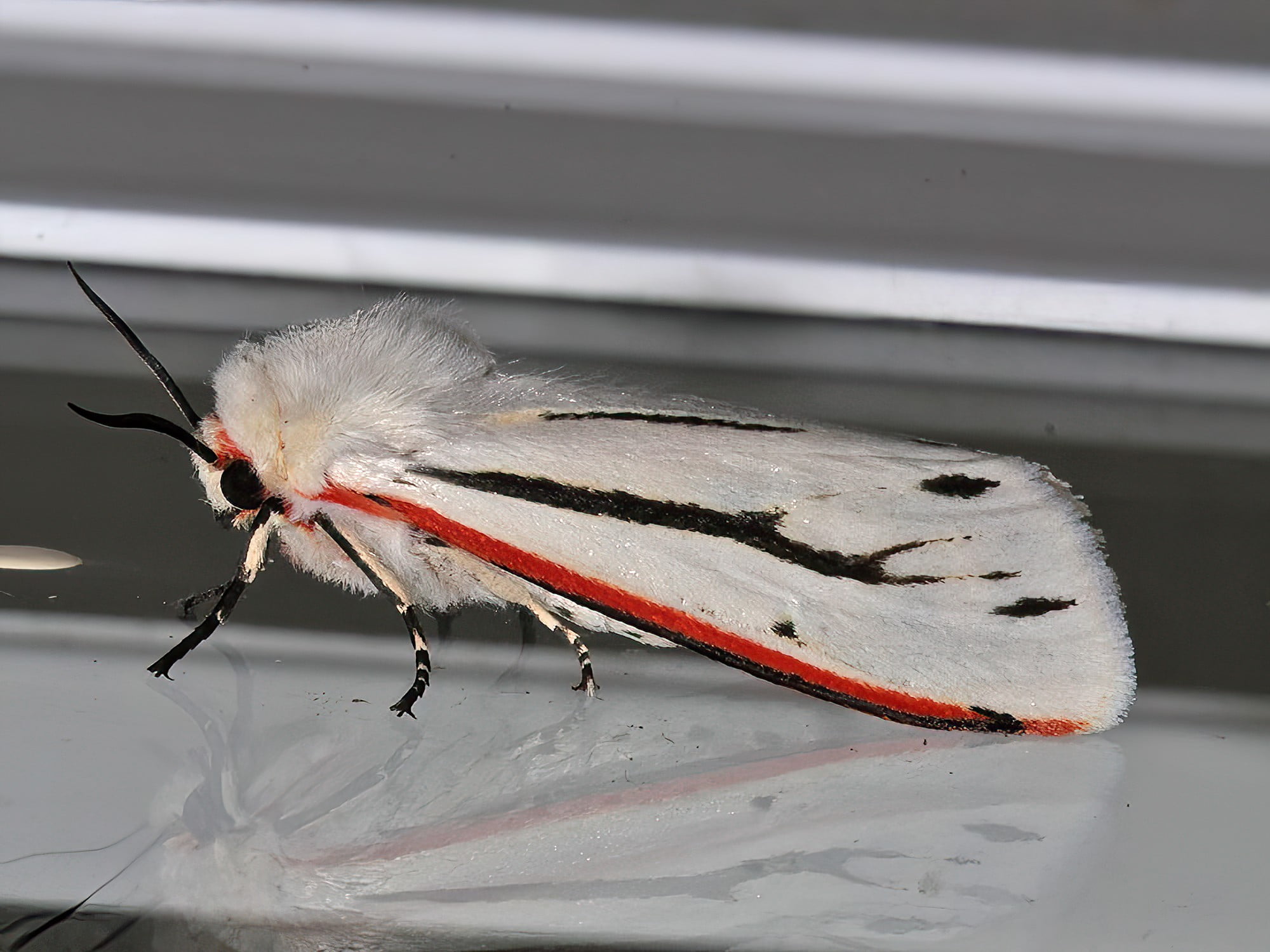 Donovan's Tiger Moth (Aloa marginata), Ballandean QLD © Marc Newman