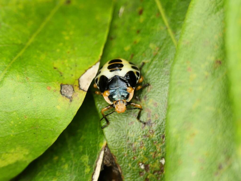 Yellow Predatory Shield Bug (Amyotea hamata), Gold Coast QLD © Stefan Jones
