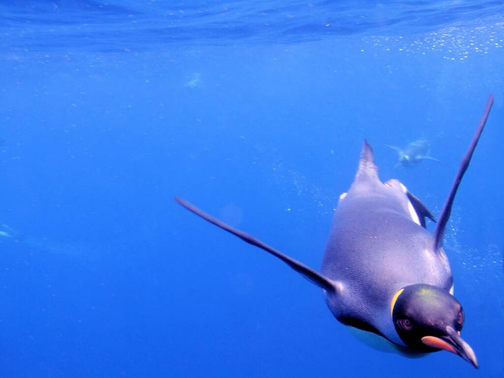 King Penguin (Aptenodytes patagonicus halli), Antarctica © Benjamin Wallis