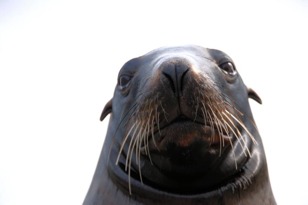 Fur Seal (Arctocephalus), Antarctica © Roger / Jennifer Cooke