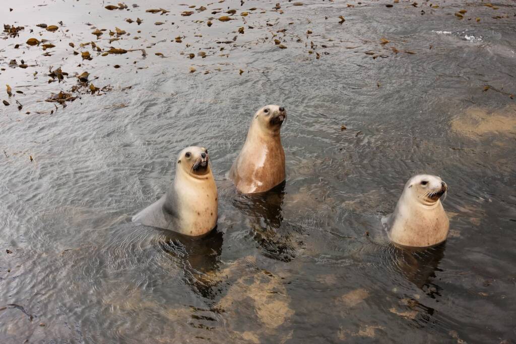 Sea Lions (Phocarctos hookeri) in Antarctica © Steve Wall (Jennifer Cooke)