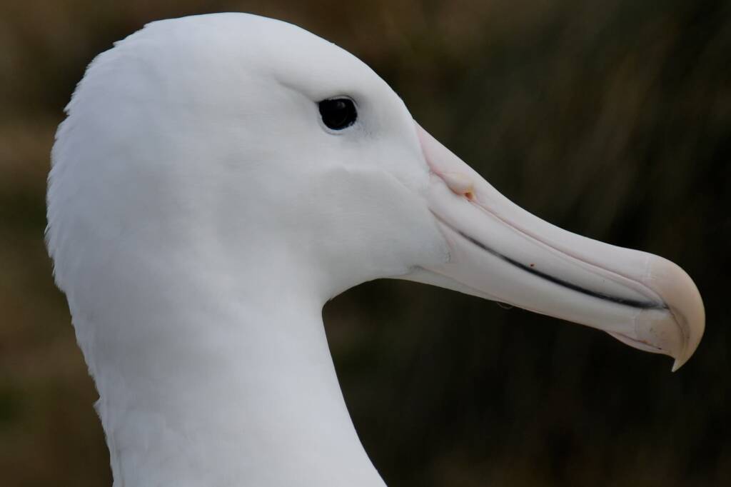 Southern Royal Albatross (Diomedea epomophora), Antarctica © Jennifer Cooke