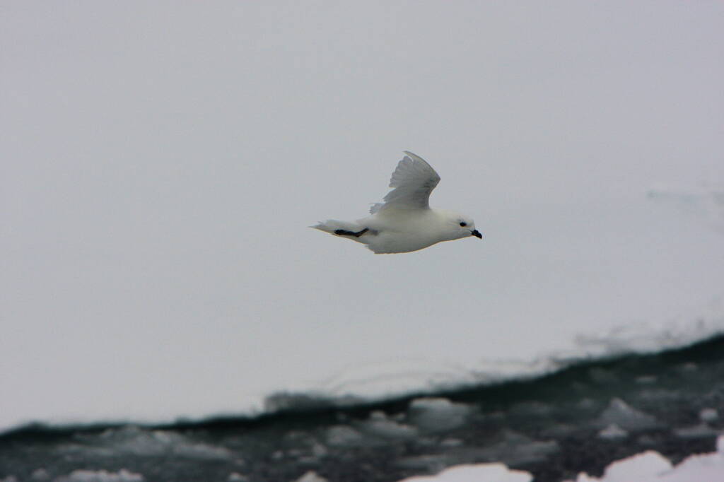 Snow Petrel (Pagodroma nivea), Antarctica © Mark Wall (courtesy of Jennifer Cooke)