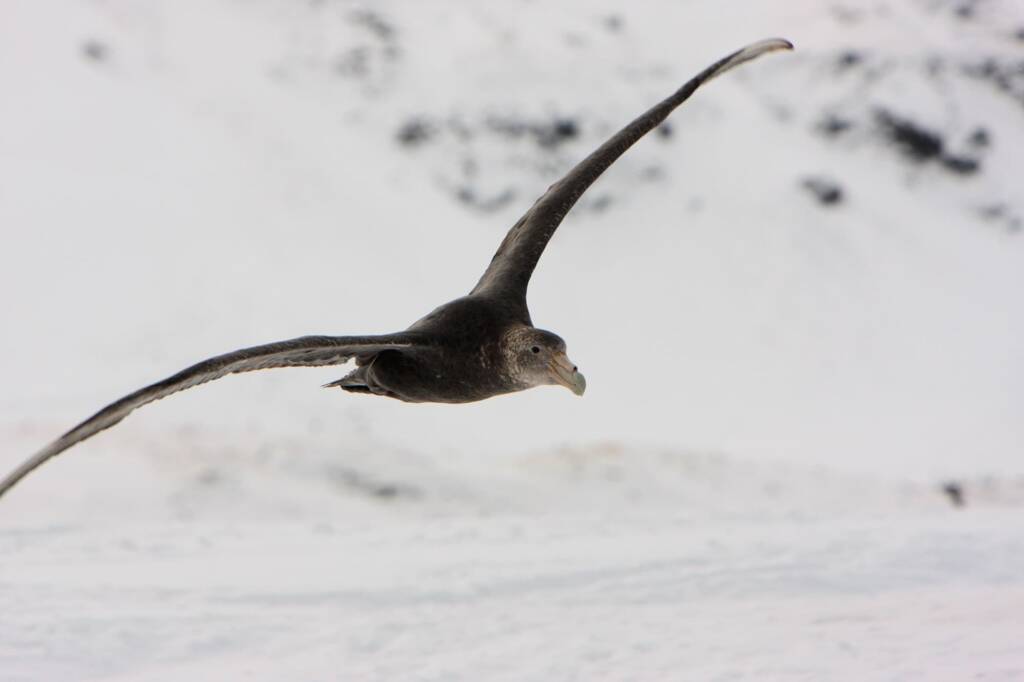 Southern Giant Petrel (Macronectes giganteus), Antarctica © Mark Wall (courtesy of Jennifer Cooke)