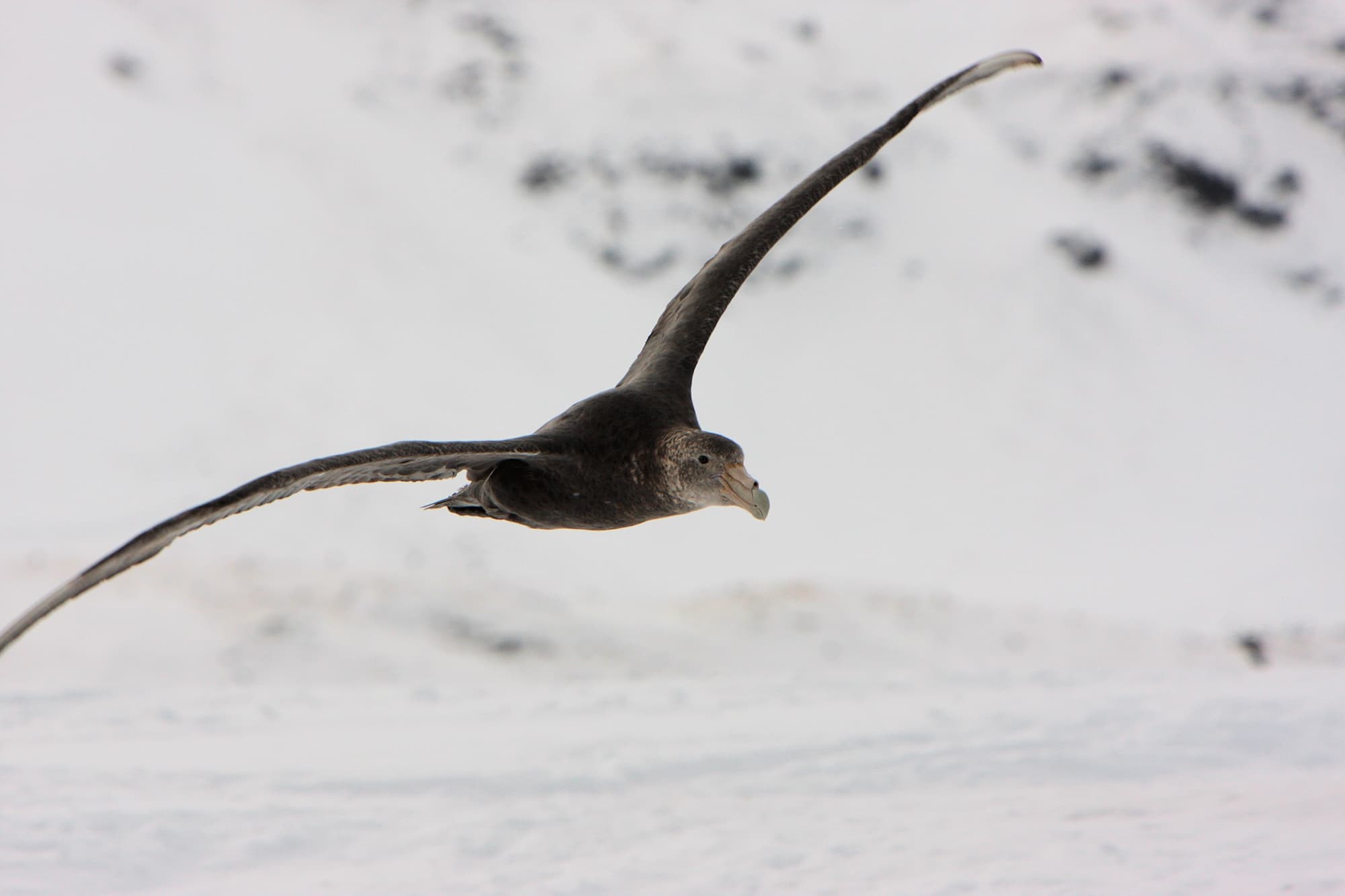 Southern Giant Petrel (Macronectes giganteus), Antarctica © Mark Wall (courtesy of Jennifer Cooke)