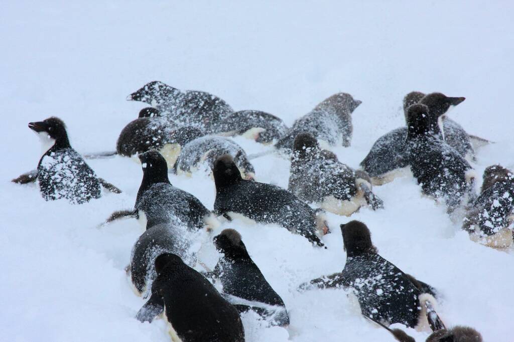 Adélie Penguin (Pygoscelis adeliae), Antarctica © Jennifer Cooke