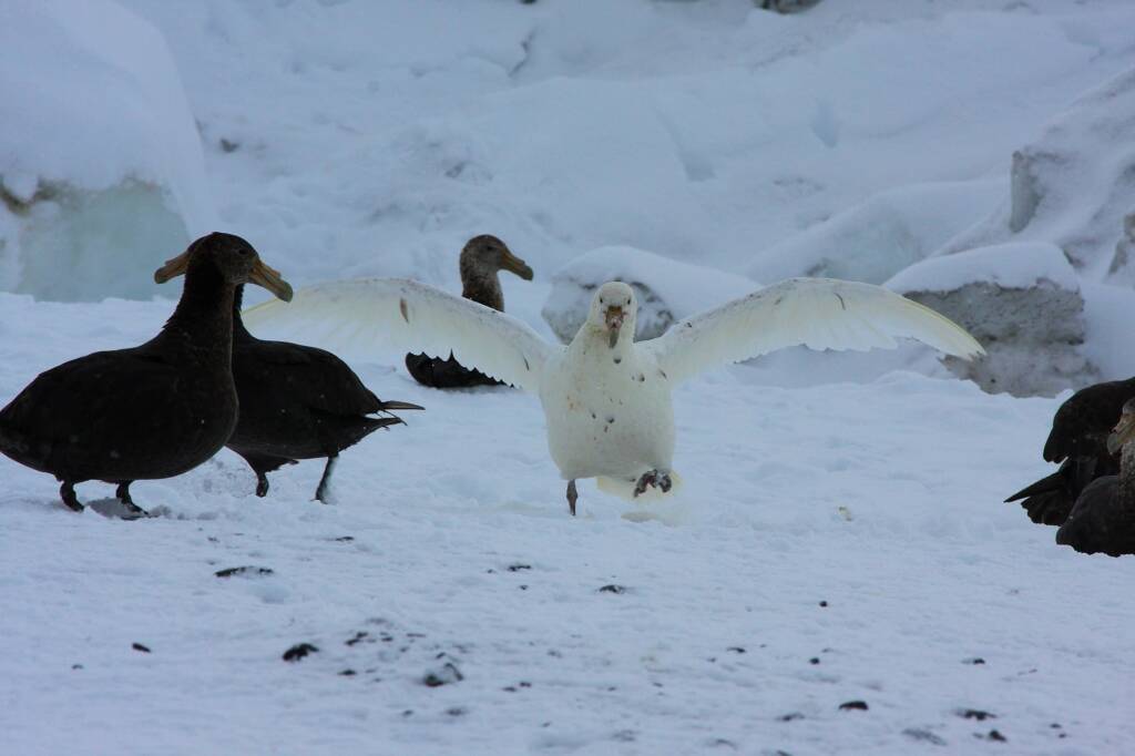 Southern Giant Petrels (Macronectes giganteus), Antarctica © Jennifer Cooke