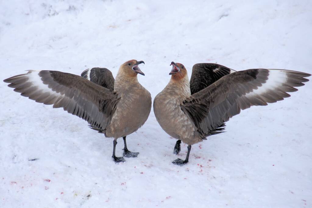 Catharacta skua lonnbergi (Stercorarius antarcticus infrasp. lonnbergi), Antarctica © Jennifer Cooke