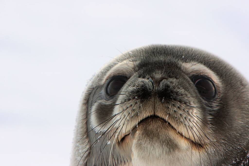 Weddell Seal (Leptonychotes weddellii), Antarctica © Jennifer Cooke