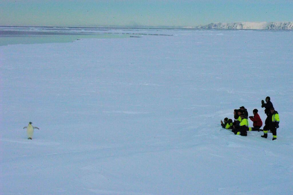 Emperor Penguin (fan club), Antarctica © Jennifer Cooke