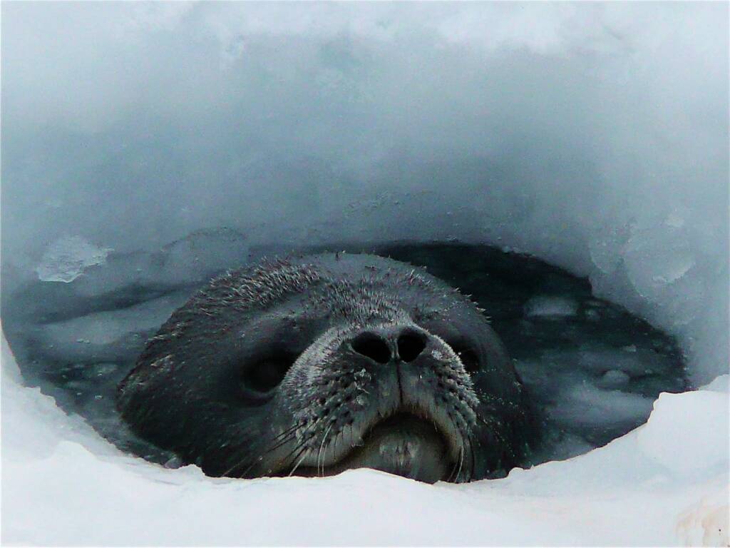 Weddell Seal (Leptonychotes weddelli), Antarctica © Jennifer Cooke