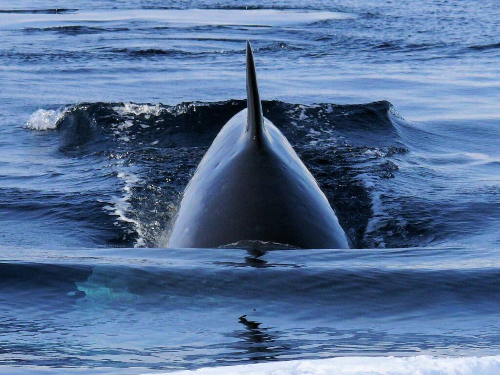 Orca (Orcinus orca), Antarctica © Jennifer Cooke