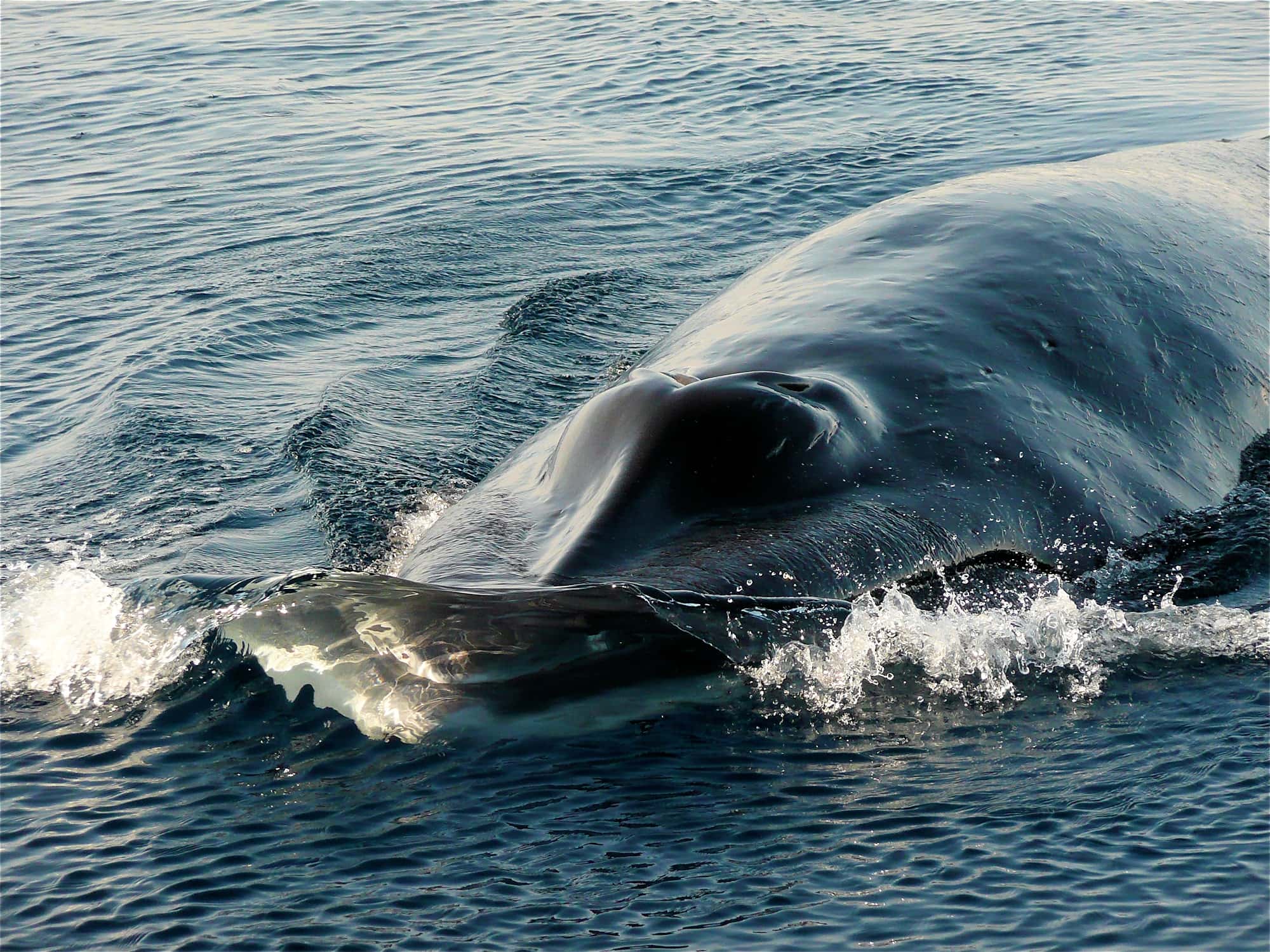 Minke Whale (Balaenoptera bonaerensis), Antarctica © Jennifer Cooke
