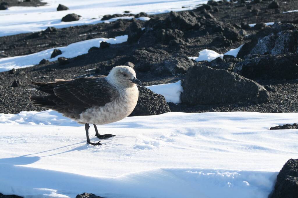 South Polar Skua (Stercorarius maccormicki), Antarctica © Jane / Jennifer Cooke