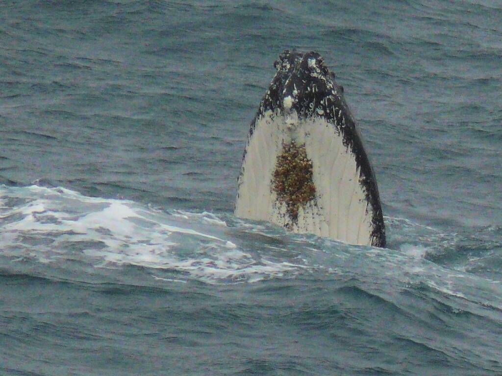 Whale spyhopping, Antarctica © Jennifer Cooke