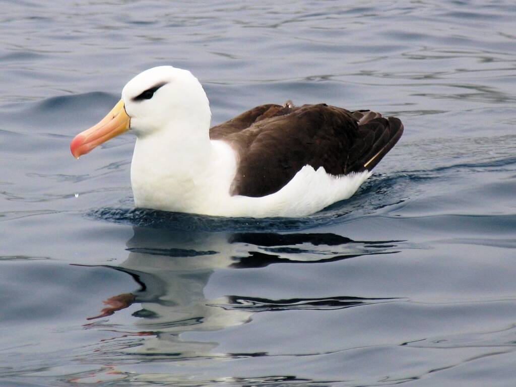 Black-browed Albatross (Thalassarche melanophris), Macquarie Island, Antarctica © Jennifer Cooke