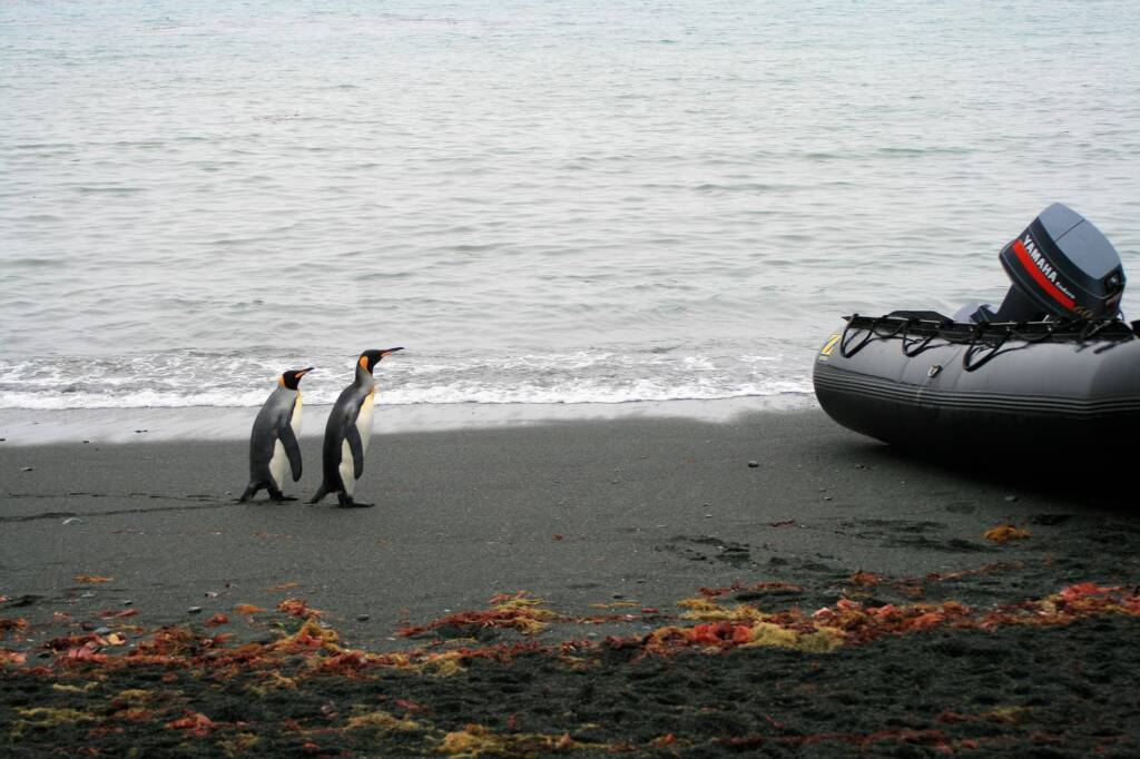 Emperor Penguin (Aptenodytes forsteri) and zodiac, Antarctica © Jane / Jennifer Cooke