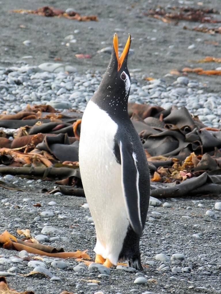 Gentoo Penguin (Pygoscelis papua), Macquarie Island, Antarctica © Jennifer Cooke