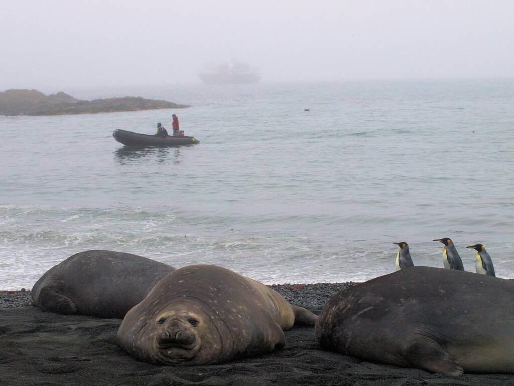 Southern Elephant Seal (Mirounga leonina), Antarctica © Waghorn / Jennifer Cooke