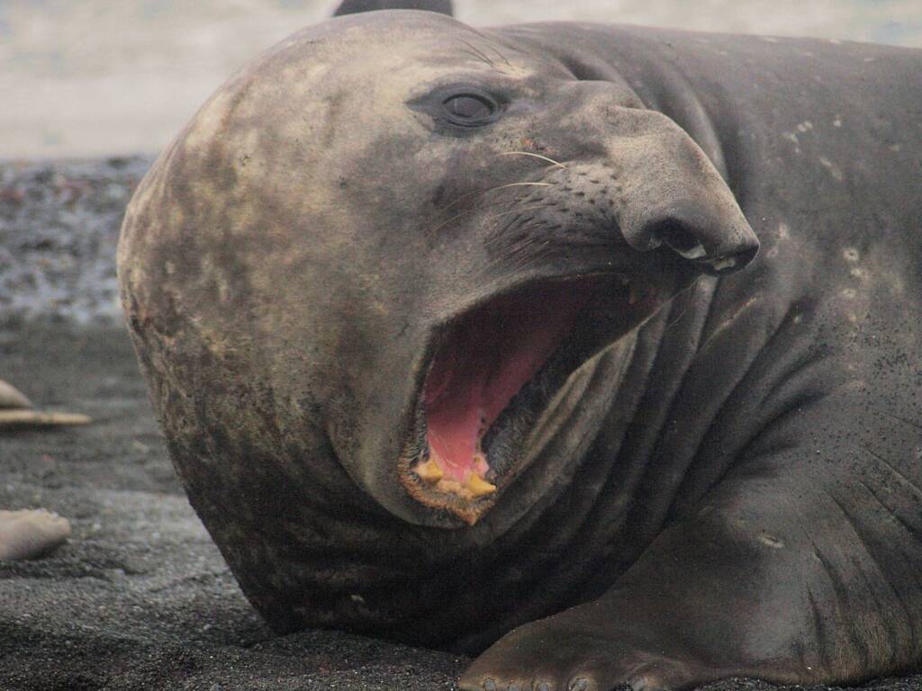 Southern Elephant Seal (Mirounga leonina), Antarctica © Waghorn / Jennifer Cooke