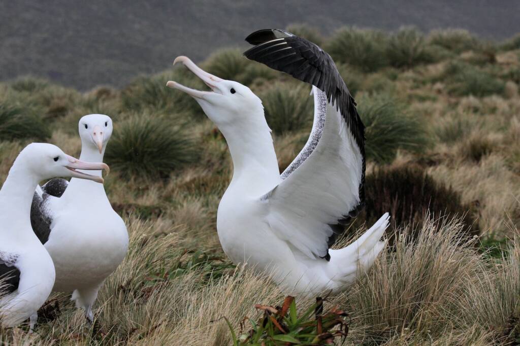 Southern Royal Albatross (Diomedea epomophora), Antarctica © Jennifer Cooke