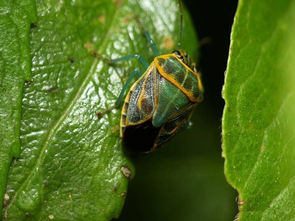 Green Grid Stink Bug (Antestiopsis cederwaldi), Gold Coast QLD © Stefan Jones