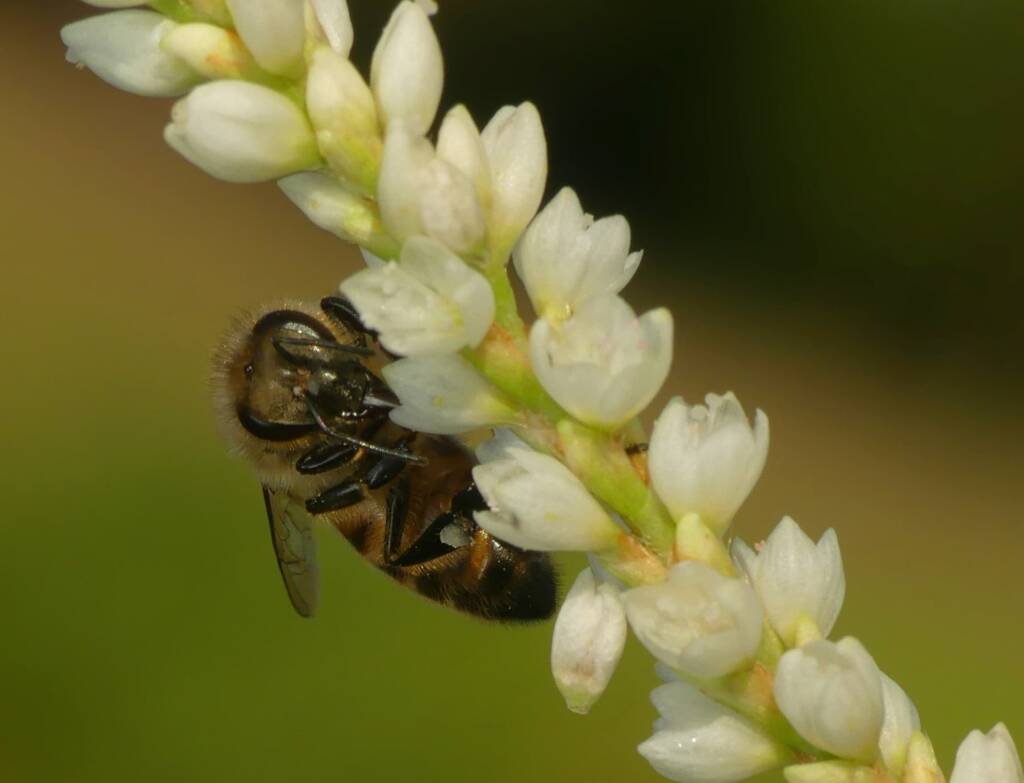 Apis mellifera, Gold Coast QLD © Stefan Jones