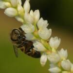 Apis mellifera, Gold Coast QLD © Stefan Jones