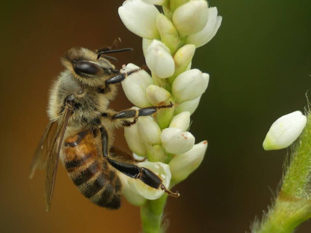 Apis mellifera, Gold Coast QLD © Stefan Jones