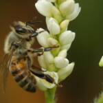 Apis mellifera, Gold Coast QLD © Stefan Jones