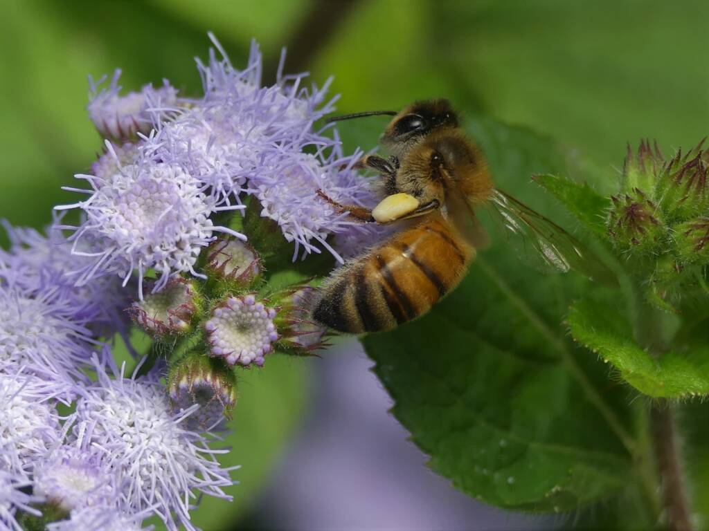 Apis mellifera, Gold Coast QLD © Stefan Jones