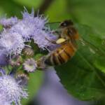 Apis mellifera, Gold Coast QLD © Stefan Jones