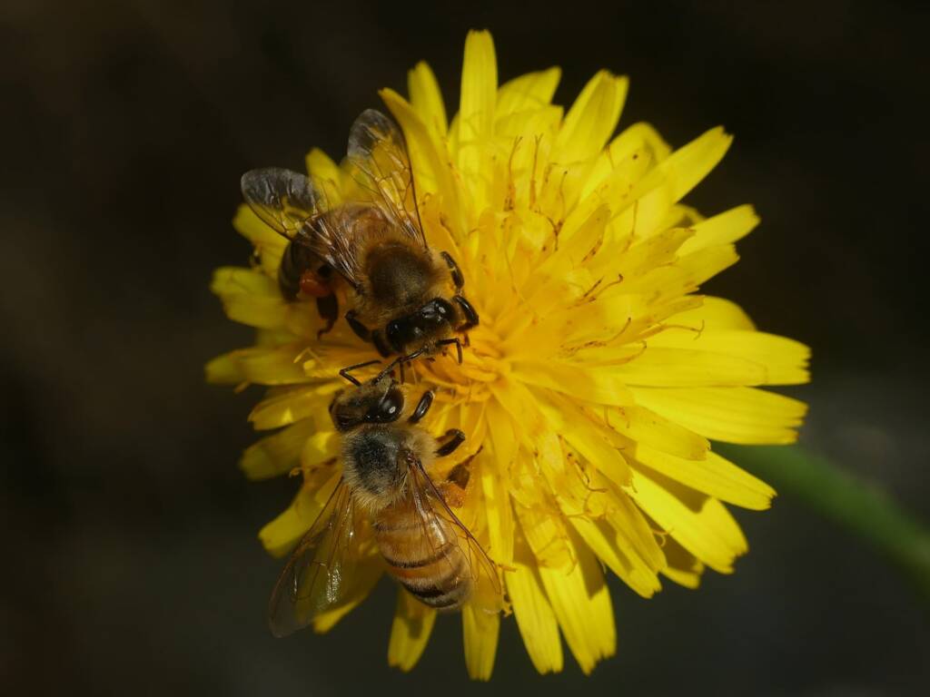 Apis mellifera, Gold Coast QLD © Stefan Jones