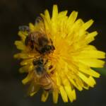 Apis mellifera, Gold Coast QLD © Stefan Jones