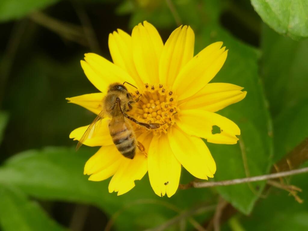 Apis mellifera, Gold Coast QLD © Stefan Jones