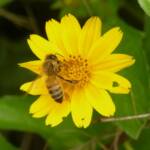 Apis mellifera, Gold Coast QLD © Stefan Jones