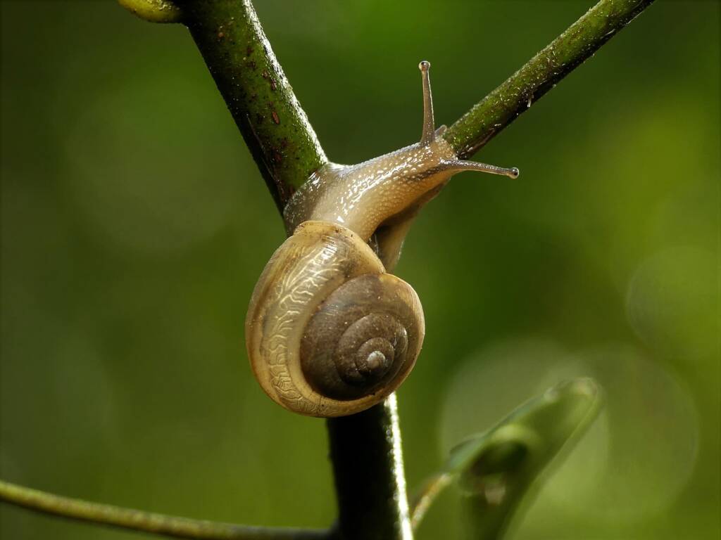 Asian Trampsnail (Bradybaena similaris), Gold Coast QLD © Stefan Jones