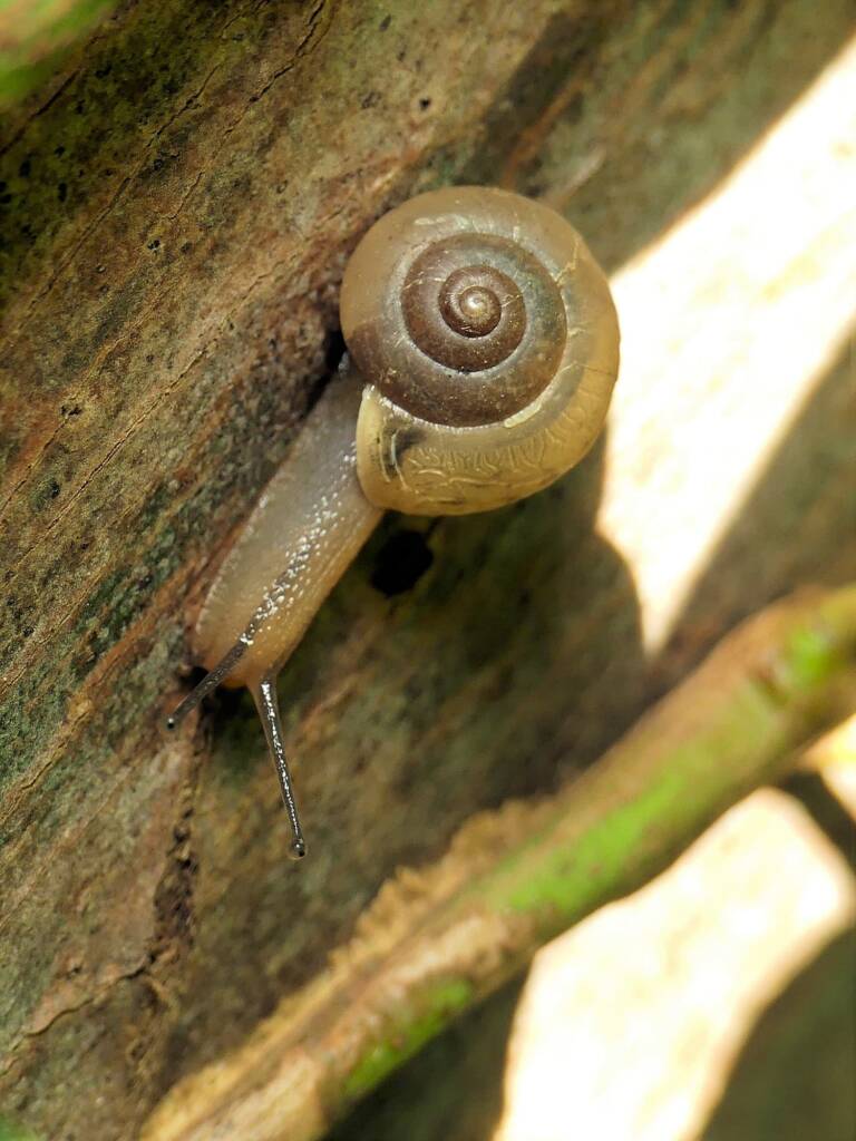 Asian Trampsnail (Bradybaena similaris), Gold Coast QLD © Stefan Jones