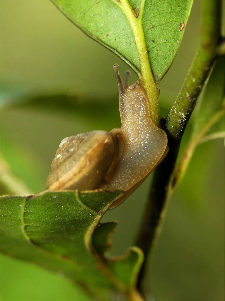 Asian Trampsnail (Bradybaena similaris), Gold Coast QLD © Stefan Jones