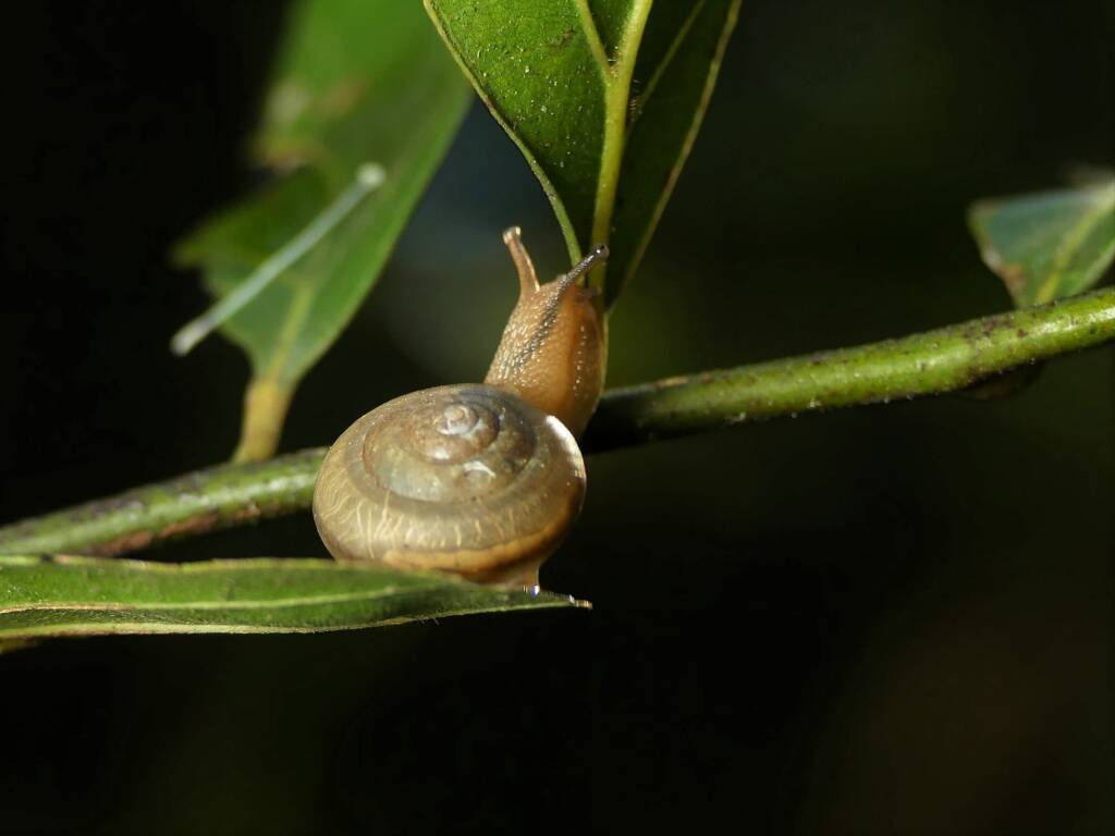 Asian Trampsnail (Bradybaena similaris), Gold Coast QLD © Stefan Jones