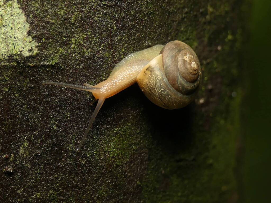 Asian Trampsnail (Bradybaena similaris), Gold Coast QLD © Stefan Jones