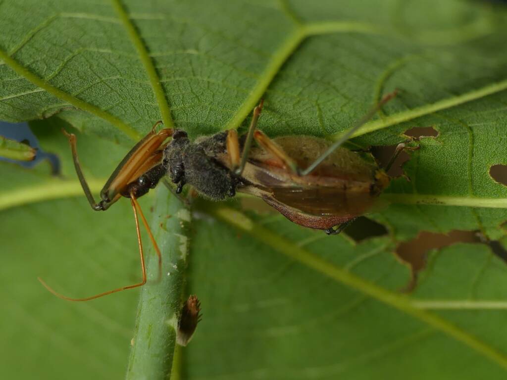 Assassin Bug (Pristhesancus plagipennis), Gold Coast QLD © Stefan Jones