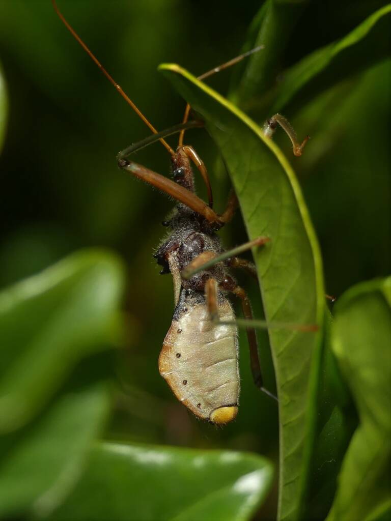 Assassin Bug (Pristhesancus plagipennis), Gold Coast QLD © Stefan Jones