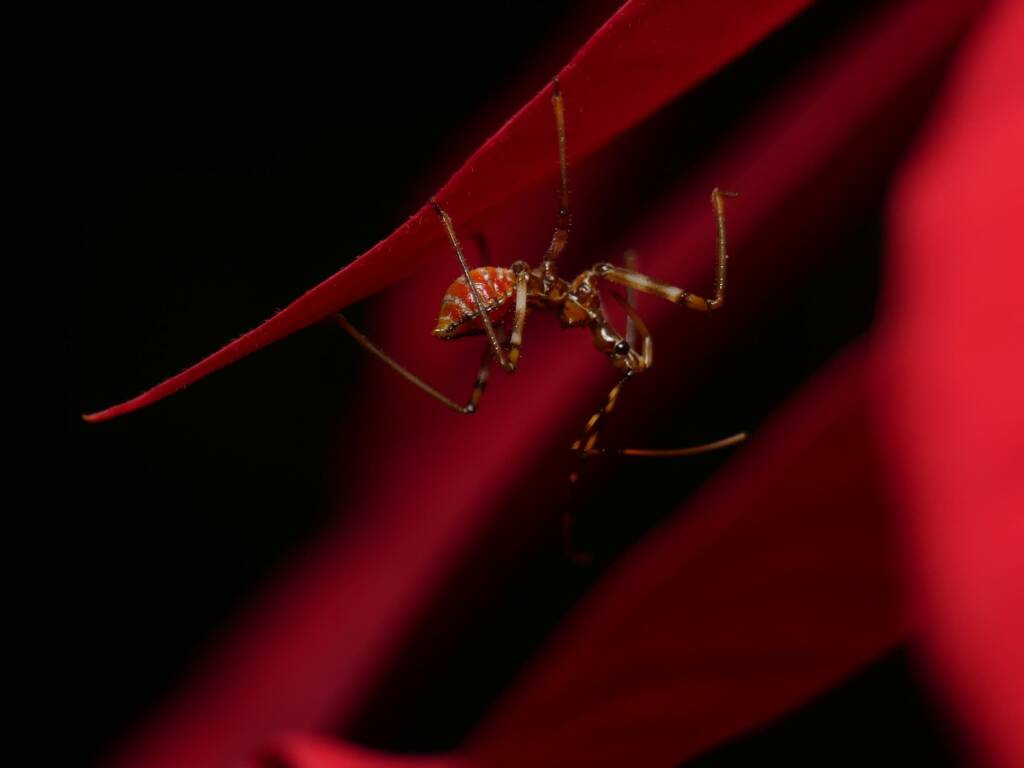 Assassin Bug (Pristhesancus plagipennis), Gold Coast QLD © Stefan Jones