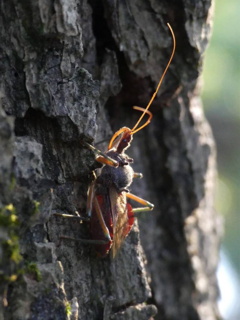 Assassin Bug (Pristhesancus plagipennis), Gold Coast QLD © Stefan Jones