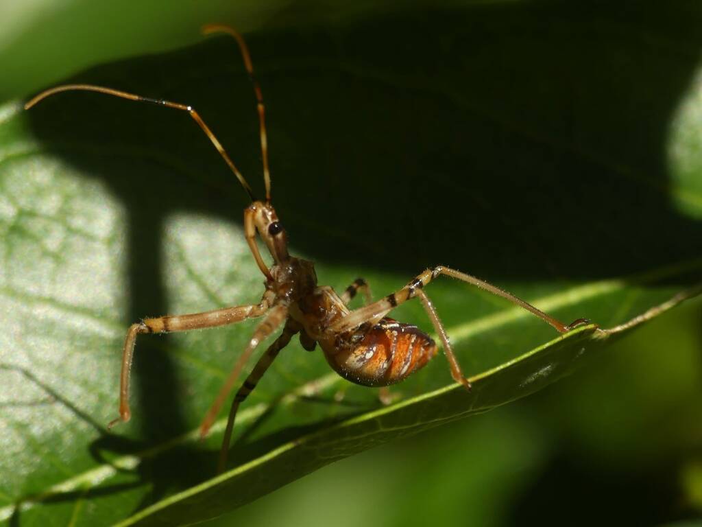 Assassin Bug (Pristhesancus plagipennis), Gold Coast QLD © Stefan Jones