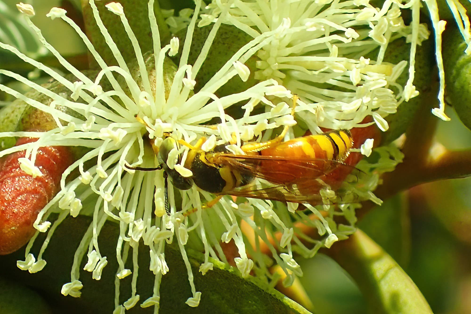 say hello to Bembix lupiae