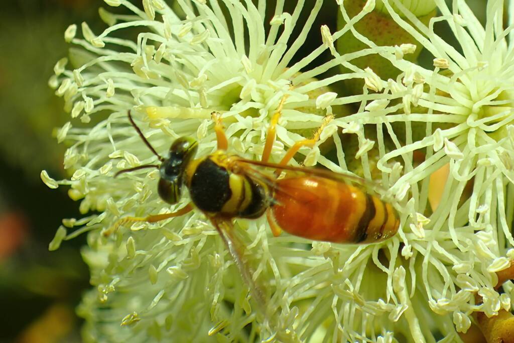 Bembix lupiae, Midwest WA © Gary Taylor