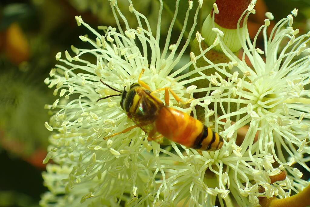 Bembix lupiae, Geraldton, Midwest WA © Gary Taylor