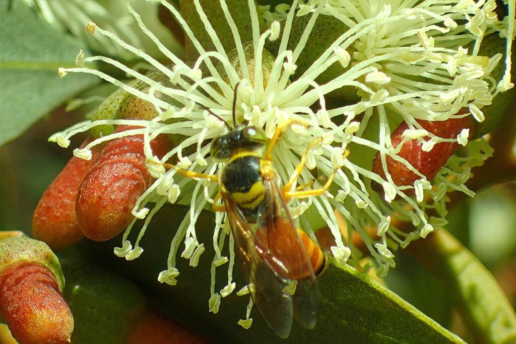 Bembix lupiae, Geraldton, Midwest WA © Gary Taylor
